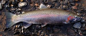 Coastal Rainbow Trout