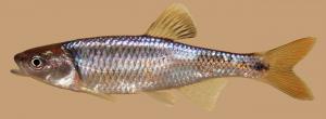 Altamaha Shiner