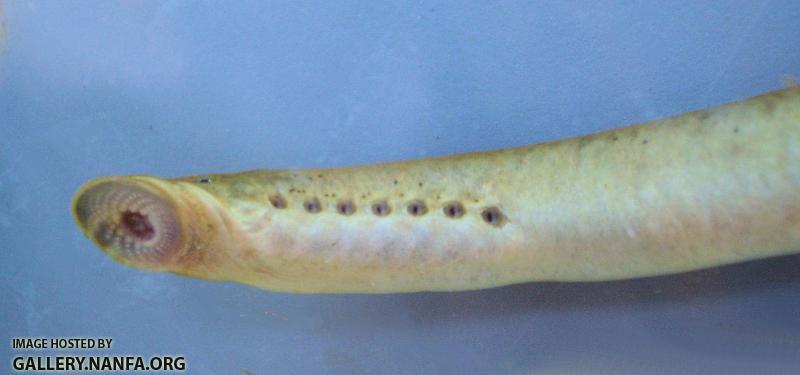 Castleberry Bridge southern brook lamprey