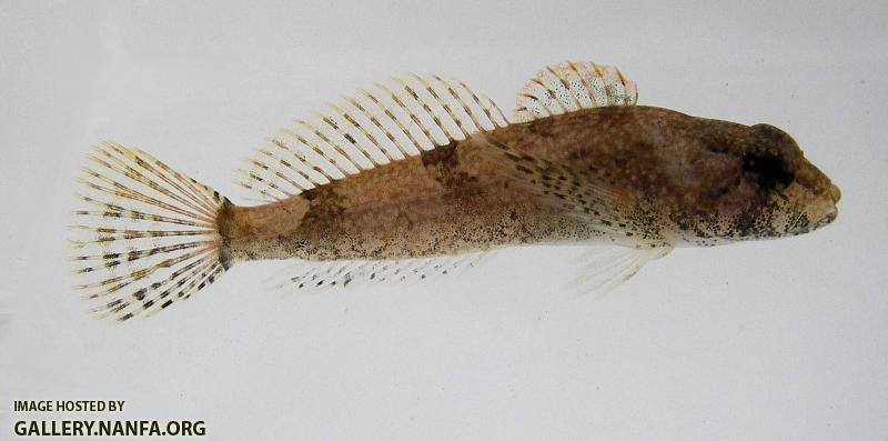 McCannless Creek Coosa Banded Sculpin