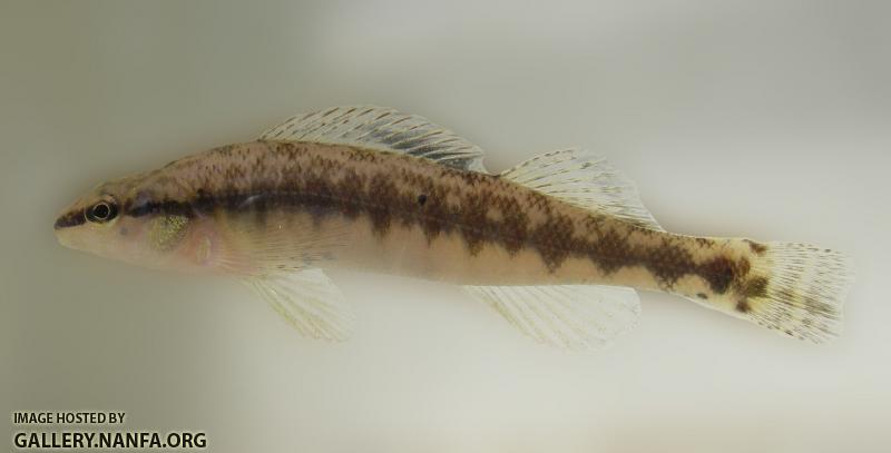 Reinhardt blackbanded darter