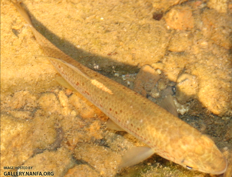 Southern studfish (Zoom)