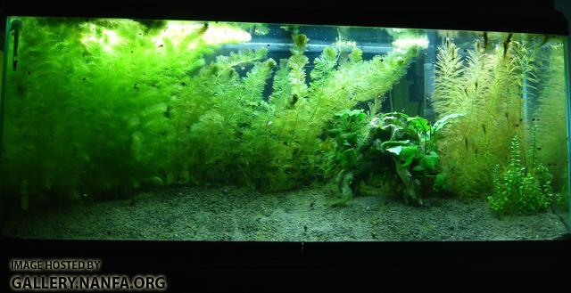 new tank photo full size