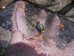 Wolfpen Crk - Rainbow Darter 3.jpg