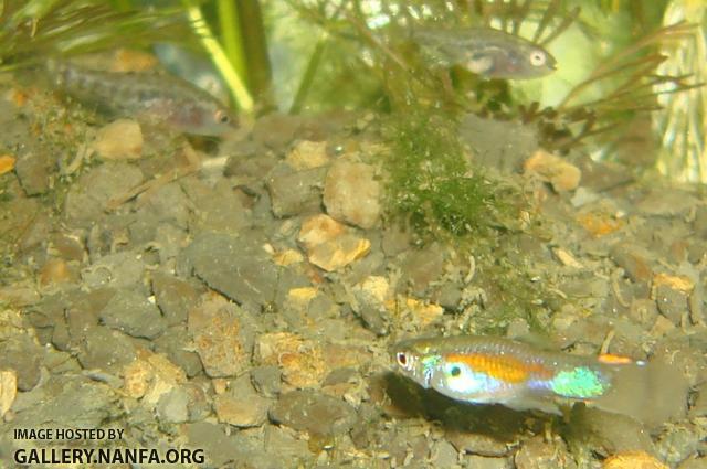 Guppy with juvenile Elassoma gilberti