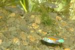 Guppy with juvenile Elassoma gilberti