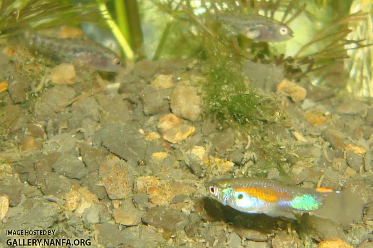 Guppy with juvenile Elassoma gilberti