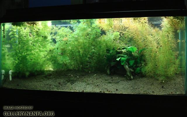 55 gallon tank May 3rd 2011