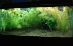 55 gallon tank May 3rd 2011