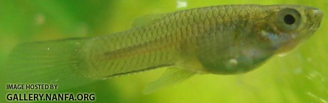 fish id full size