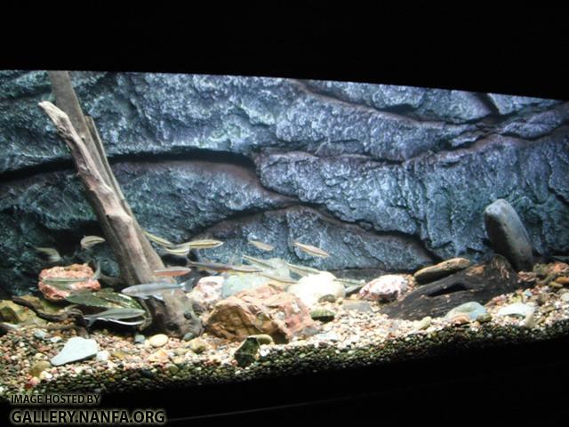 Completed Aquarium 03.jpg