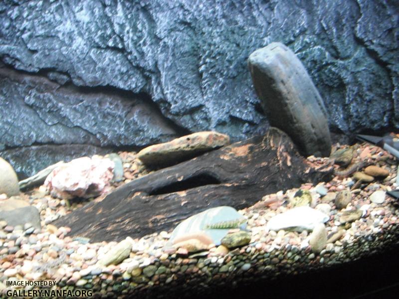 Completed Aquarium 04.jpg