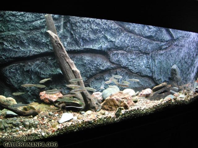 Completed Aquarium 10.jpg