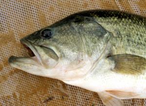 Largemouth Bass