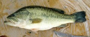 Largemouth Bass