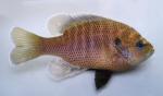 Blackspotted Sunfish