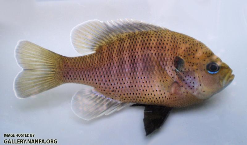 Blackspotted Sunfish