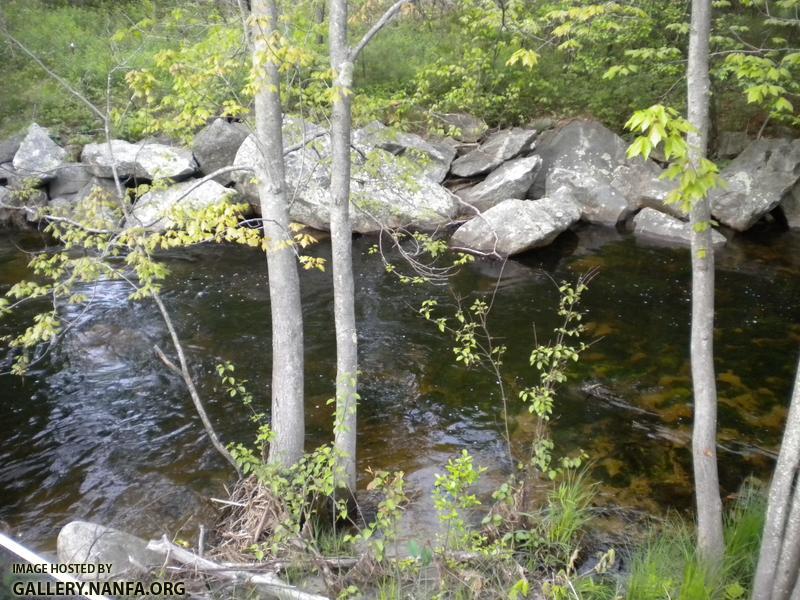 california brook