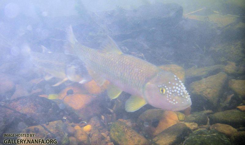 Chub and Stoneroller