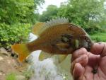 Redbreastsunfish