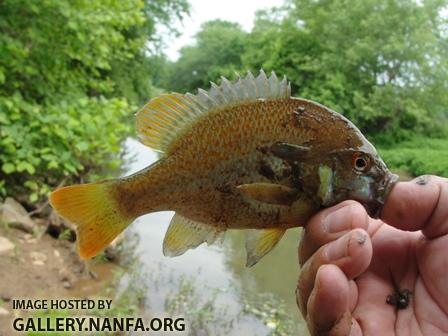 Redbreastsunfish