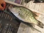 PatokaWcrappie