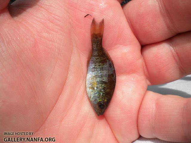 bb bluegill 2