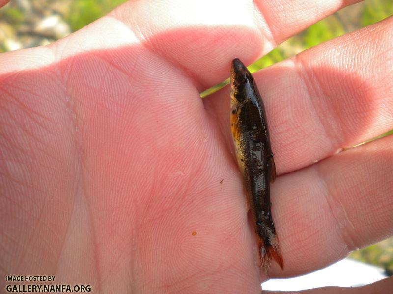 Souhegan fat minnow