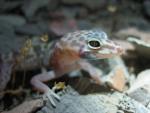 banded gecko 8.jpg