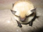 California Myotis bat 8.jpg