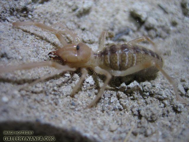 camel spider 2.jpg