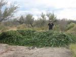 cattail cutting 11.jpg