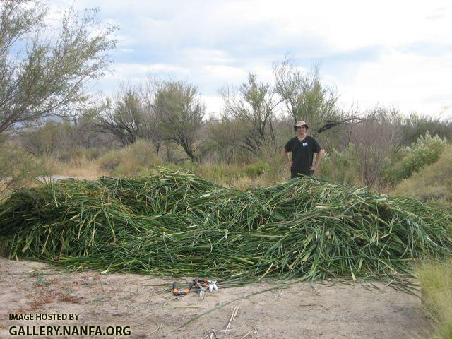 cattail cutting 11.jpg