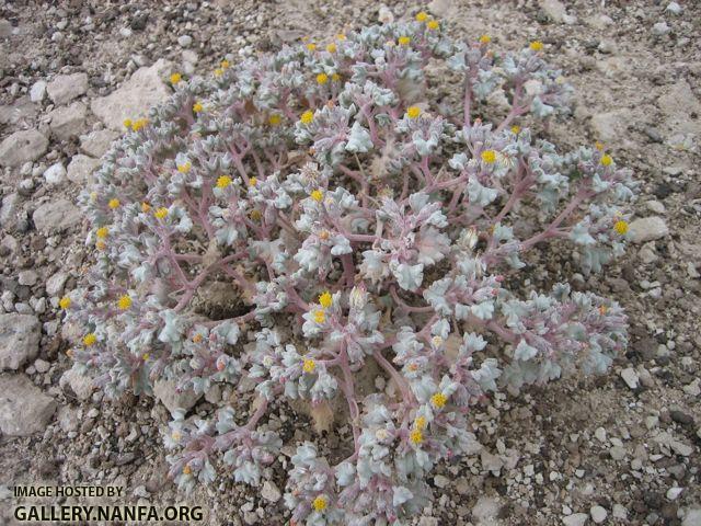 desert flower 1.jpg