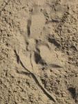 lizard track 1.jpg