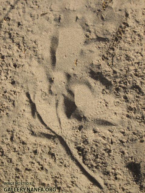 lizard track 1.jpg