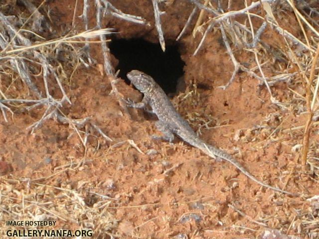 side blotched lizard 4.jpg