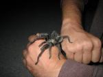 tarantula 1.jpg