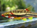 Mountain redbelly dace 2.JPG.jpg