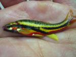 Mountain redbelly dace 3.JPG.jpg