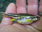 Mountain redbelly dace female 2.JPG.jpg