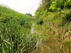 Bateson Ditch