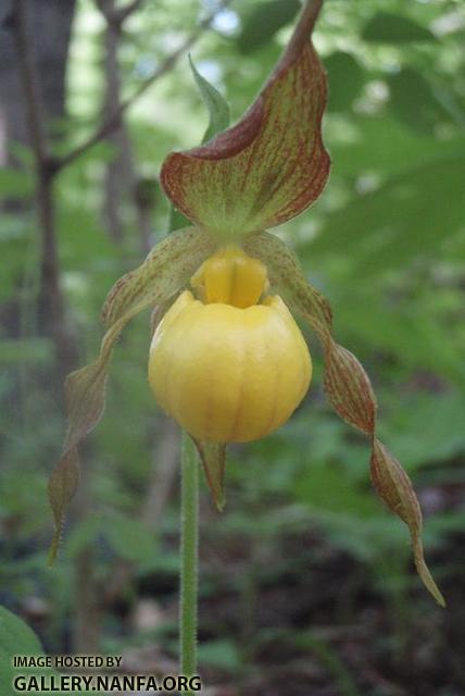 Lady Slipper