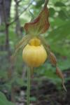 Lady Slipper