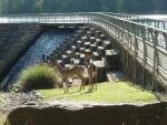 Dam Deer