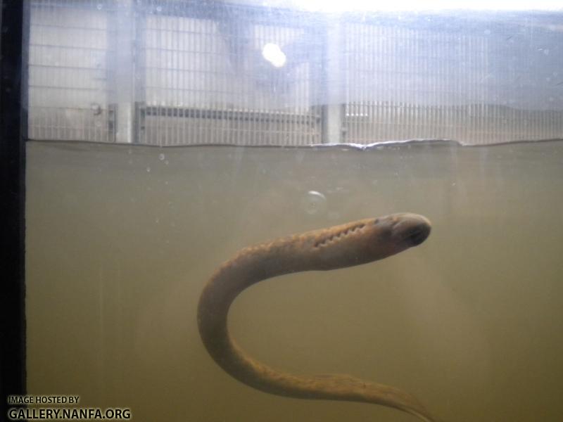 holyoke lamprey 3 good