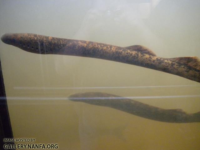 holyoke lamprey 6 good