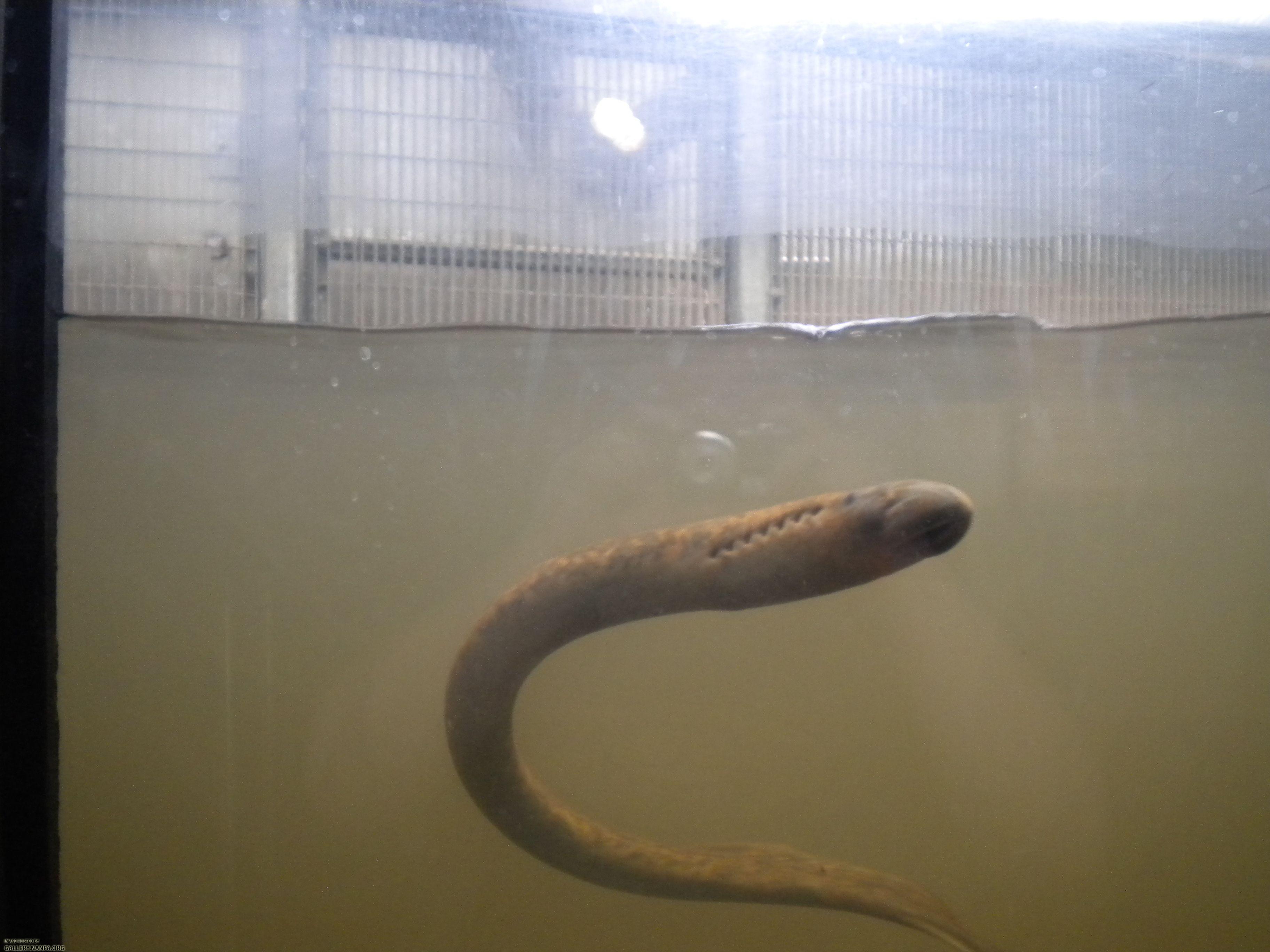 holyoke lamprey 3 good