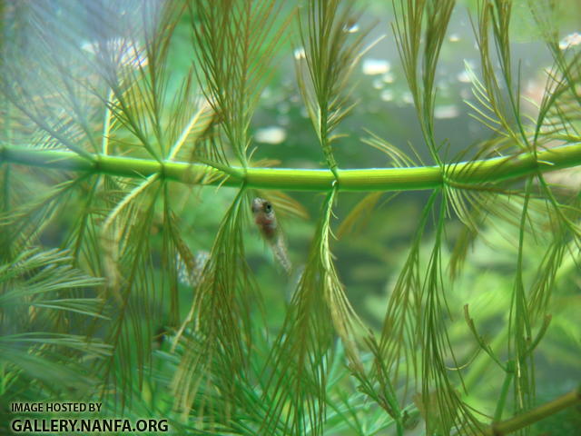 juvenile eats from surface