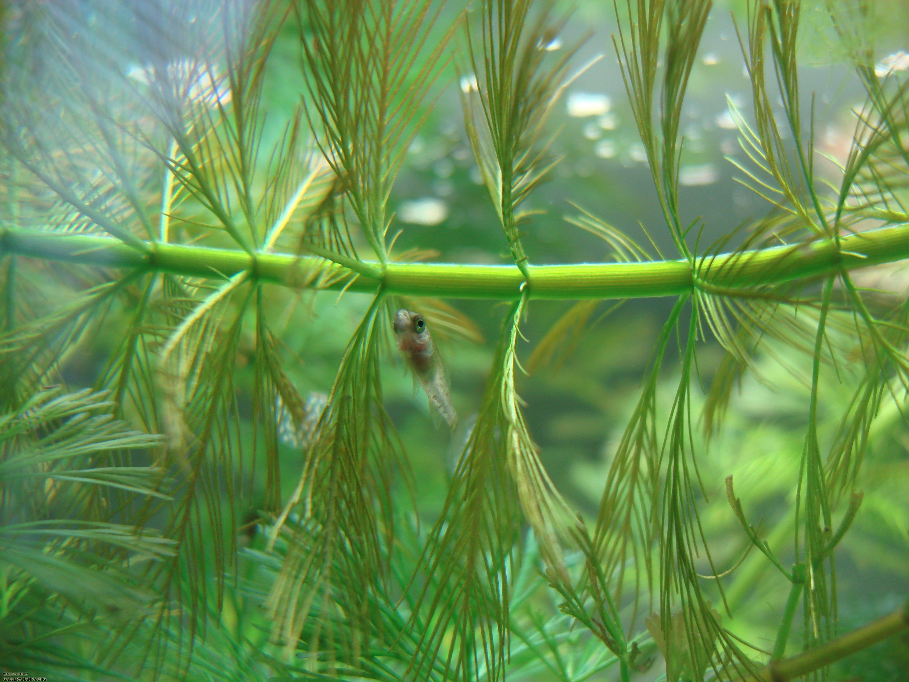 juvenile eats from surface